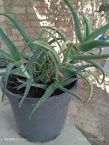 mis tavalar: Aloe vera (sukkulent) – iri plastik dibçəklə birlikdə - Bitki: Aloe — 1