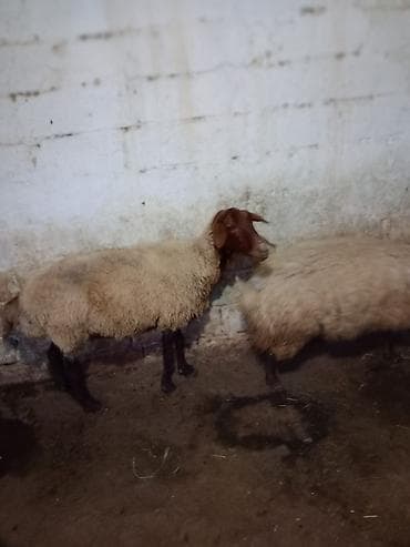 at satisi: 3 dənə qoyun 1100 manata real alıcıya endirim olacaq istəyən olsa — 6