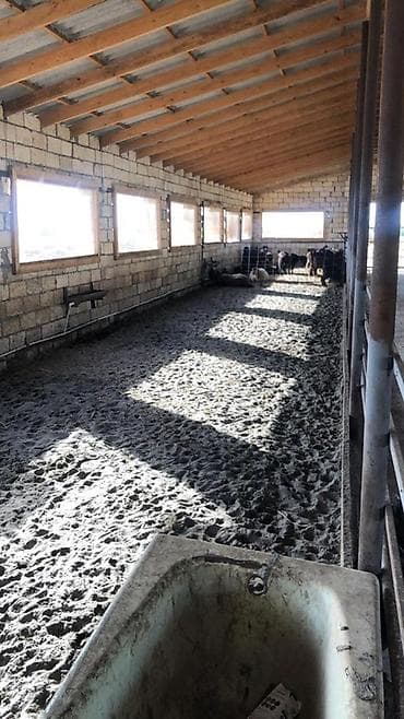 sekide: 100 sot, Kənd təsərrüfatı, Barter mümkündür, Kupça (Çıxarış) — 4