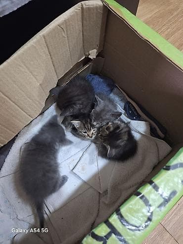 ucuz pisik satisi: Şotland, Erkək, Dişi, Yaxşı əllərə — 4