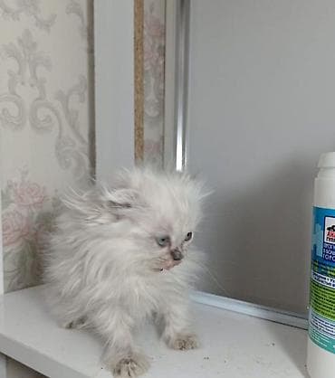 akvarium yumru: Erkək, Dişi, Yaxşı əllərə, Rayonlara çatdırılma, Ödənişli çatdırılma, Ünvandan götürmə — 2