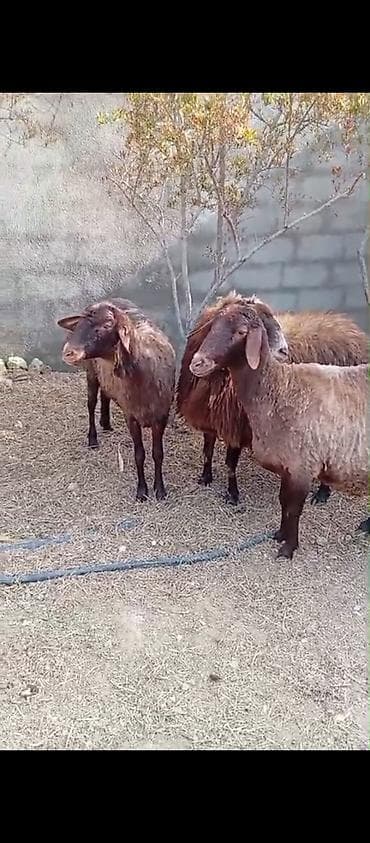 canavar balasi satilir: Dişi, Qala, il: 2, 90 kq, Damazlıq, Ünvandan götürmə — 2