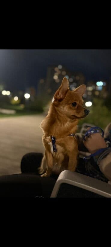 it davası: 10 ay, Erkek, Pulsuz çatdırılma — 2