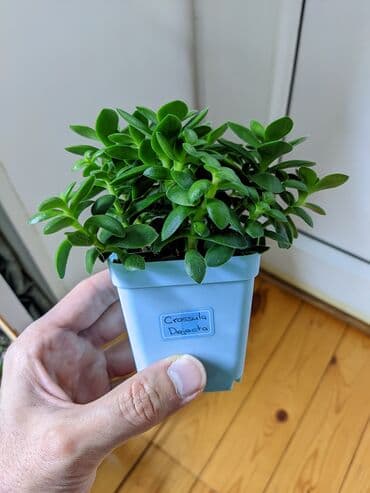 güller haqqında melumat: Sukkulentlər. Sağlam və dözümlü bitkilərdi. Uzun müddət susuz qala — 6