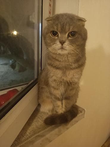 bala pişiklər: Şotland yastı qulaq — 2