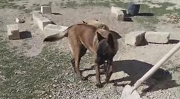 balaca tuklu itler: Belçika çoban iti, 2 il, Dişi — 3