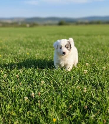Gözəl xasiyyətli balaca it balası - Cinsə-bənzər xüsusiyyətlər: iri