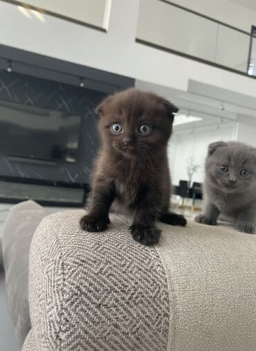 1 azn pişik: Şotland, Yaxşı əllərə — 1