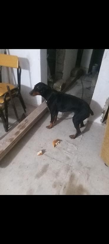 itlerin satişi: Doberman — 3