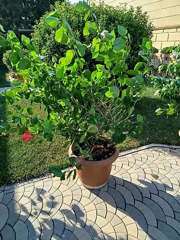 kusəyən gul: Saxsıda hibiskus (Çin gülü) dekorativ bitkisi. Bitki iri ölçülüdür və — 4