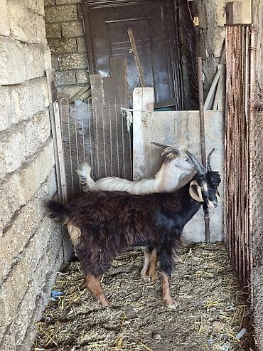 qus satisi: Salam saglam arpa yonca yeyen heyvanlardı real alıcılar zeng vursun — 3