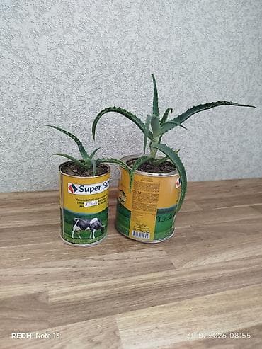 алоэ гулу: Əzvay bitkisi. (Aloe). Böyük qabda olan 2 manat. Balaça qabda olan 1 — 2