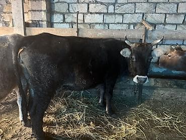 sud veren keci: Dişi, il: 2, Südlük, Ünvandan götürmə — 2