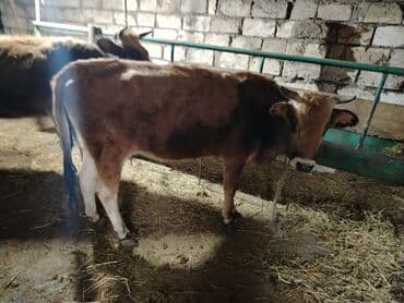 Atlar: Dana, buzov, Dişi, Holsteyn, ay: 1, 560 kq, Ətlik — 1