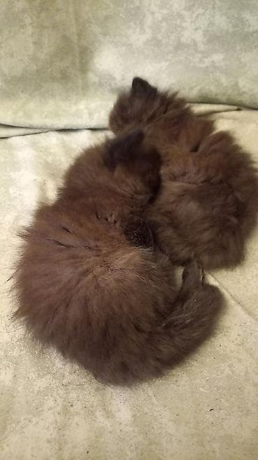 pers pisiyi: Fars, Erkək — 4