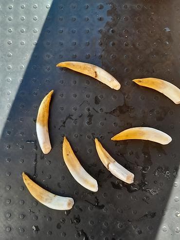 набор инструментов в баку: 050 967 27 34: Təbii heyvan dişi yarımfabrikatı (sümük/diş parçaları) — 1