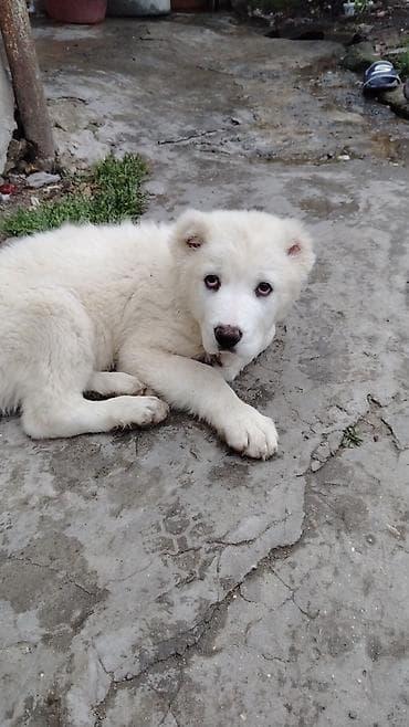 xaski ag: Ağ tüklü bala it – iri cins. - Qalın, sıx və yumşaq ağ kürk - Tünd — 2