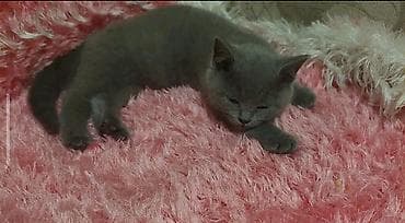 Птицы: Британская — 2