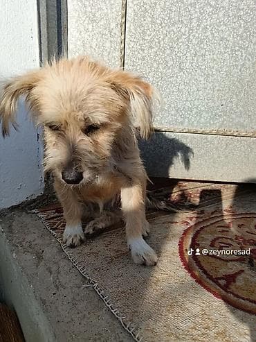 Gəmiricilər: 10 ay, Erkek, Ünvandan götürmə — 3