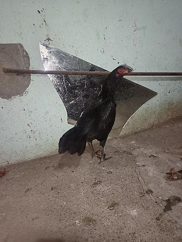 Кошки: Salam bu heyvanlarim yumurtaları satılır temiz qan heyvandilar isdeyen — 2