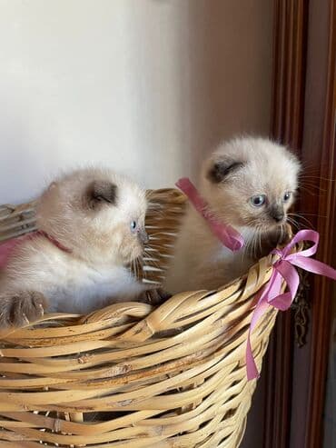 şotlan pişik: Şotland yastı qulaq, Erkək, Dişi, Yaxşı əllərə, Ünvandan götürmə, Pulsuz çatdırılma, Ödənişli çatdırılma — 166