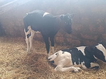 kok dana: Salam 3 bas buzovdu 2 si erker 1 ri disi hamsi sort ineklerin — 6