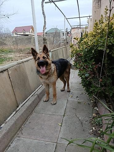 Digər heyvanlar: Alman çoban iti — 1