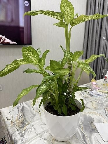 diffenbaxiya bitkisi haqqinda melumat: Dieffenbachia (ağ xallı tropik otaq bitkisi) - Növ: Dieffenbachia — 6