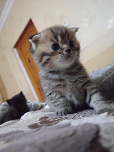 Pişiklər: Şotland yastı qulaq, Erkək, Yaxşı əllərə, Ünvandan götürmə — 5