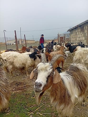 bala pişik ucuz: Qoyun-keçi təsərrüfatı üçün ana keçi sürüsü - Cins: yerli dağ/bozkeçi — 1
