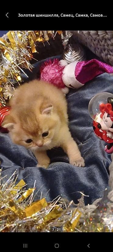 Pişiklər: Britan — 3