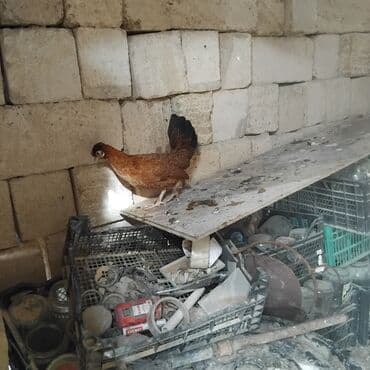 cins inekler: Toyuq, Yumurtalıq — 2