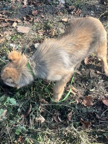 İtlər: 3 ay, Erkek — 6