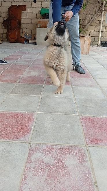 heyvan sahiblendirme: Salam eziz ve deyerli musteriler bu itimiz valkadaf sortu qurdbasardı — 2