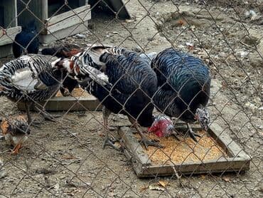 İtlər: Həyət hinduşkaları satılır. Qidası buğda və otdur. Tam sağlamdırlar və — 4