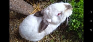 holstein inek qiymeti: Endirim olunacag — 2