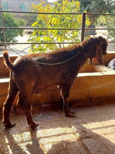 sudlu kecilər: 3üdə bir yerdə satılır, 1 erkəy 2 dişi marağlanan yaza bilər — 7