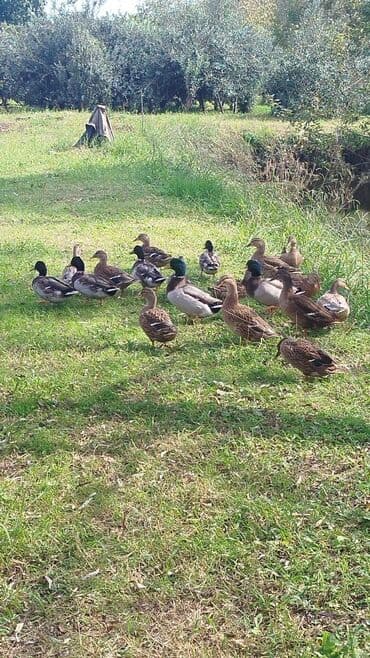 Təmiz çöl ordəyi satılır uçan ördəylərdir