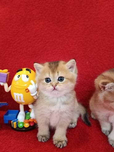 lalafo pisik satisi: Qızıl şinşilla — 2