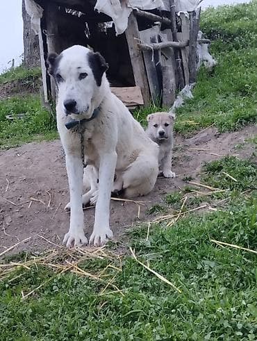 xaski itleri ne yeyir: Alabay, 1 il, Dişi, Peyvəndli, Ünvandan götürmə — 3