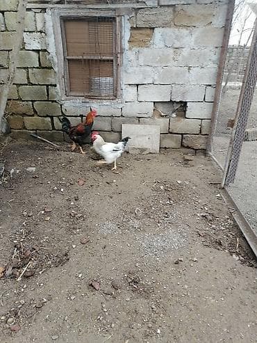 Inəklər, öküzlər: Kəsimə yararlı kənd xoruzudur istəyən əlaqə saxlasın qiymət 17 — 3