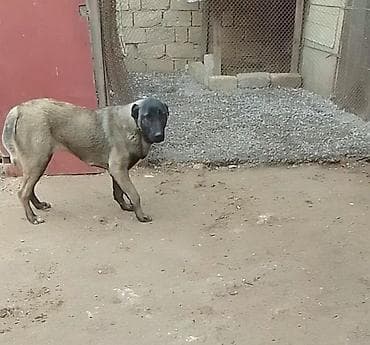 Quşlar: Peyvəndli — 4