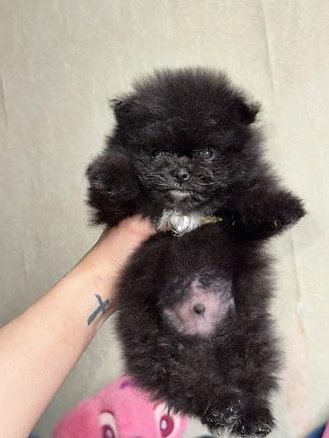 pudel satilir 2020: Şpitz, 1 ay, Erkek, Peyvəndli, Ödənişli çatdırılma — 4