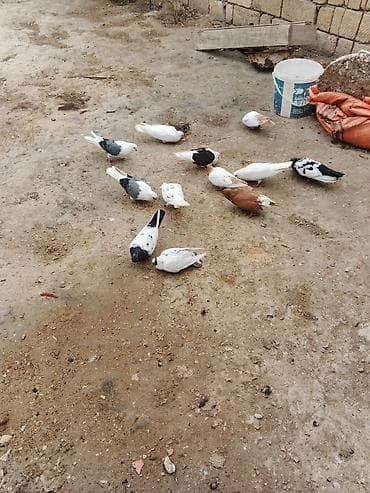 qumru quşu rusca: Tek tek fərqli qiymətdir — 2