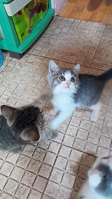 sort pişik: Boz-ağ rəngli balaca pişik balası - Cins: yerli ev pişiyi - Rəng: boz — 2
