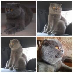 erkek pişik: Şotland, Erkək, Ünvandan götürmə — 1