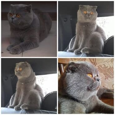 Şotland, Erkək lalafo.az -da Şotland, Erkək