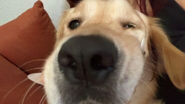 С/х животные и товары: Ретривер, С прививками — 2