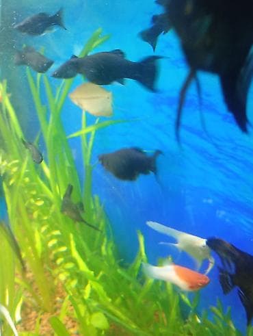 balıq qurdu: Molinezi, Sülhsevər — 2