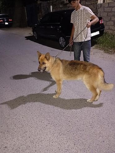 canavara oxsayan it: Alman çoban iti, Cütləşmə üçün — 4